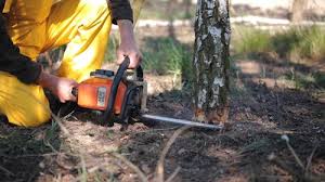 Best Tree Maintenance Programs  in St Stephens, NC